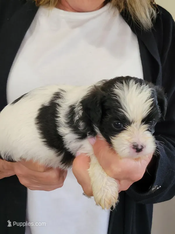 Benny – Shichon puppy for sale in Jonesborough, TN