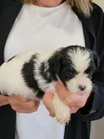 Benny, a male Shichon for sale in Jonesborough, TN – 2 of 5