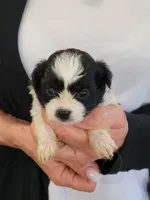 Benny, a male Shichon for sale in Jonesborough, TN – 4 of 5
