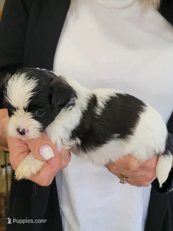 Benny – Shichon puppy on hold in Jonesborough, TN