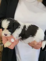 Benny, a male Shichon for sale in Jonesborough, TN – 1 of 5