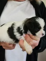 Benny, a male Shichon for sale in Jonesborough, TN – 5 of 5