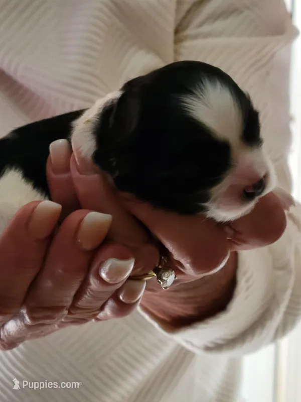 Benny – Shichon puppy for sale in Jonesborough, TN