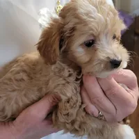 processed/0cff057d-a6a8-4398-91fb-dba72199ff8e/listing/f06f2147-95b7-4daa-8a1b-5aa61cffc775/3fc0d34a-c20b-428f-953d-4abc4493869e