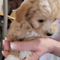 processed/0cff057d-a6a8-4398-91fb-dba72199ff8e/listing/f06f2147-95b7-4daa-8a1b-5aa61cffc775/52eea3da-f77b-4031-b96f-41d2bf101a83