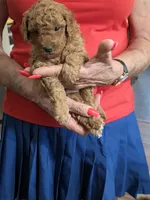 Blu, a male Poodle - Miniature  for sale in Jonesborough, TN – 2 of 6