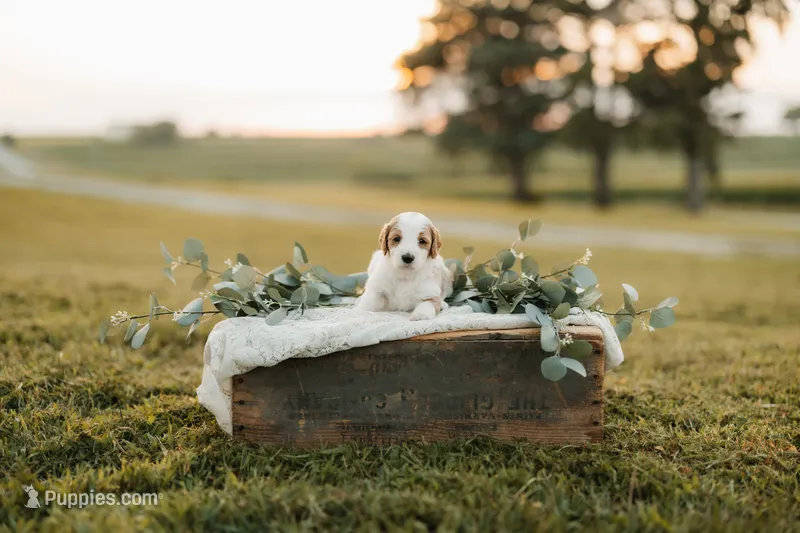 Butterfinger | F1b Bernedoodle – Bernedoodle puppy for sale in Farragut, IA