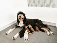 Butterfinger | F1b Bernedoodle, a female Bernedoodle for sale in Farragut, IA – 3 of 3