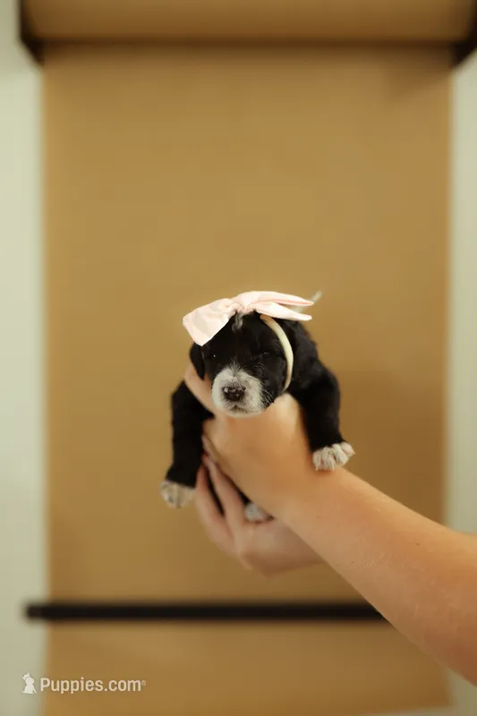 Hershey | F1b Bernedoodle – Bernedoodle puppy for sale in Farragut, IA