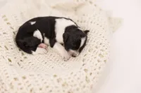 processed/0d008395-564e-4018-9904-dc9b890faaef/listing/559a67c7-f7c5-432d-86cd-4365917e4c3d/3a0eb032-afe6-487a-a591-bc33515855f1