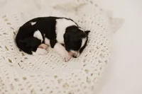 processed/0d008395-564e-4018-9904-dc9b890faaef/listing/559a67c7-f7c5-432d-86cd-4365917e4c3d/56d29eec-8524-422e-a64b-7205320ef53e