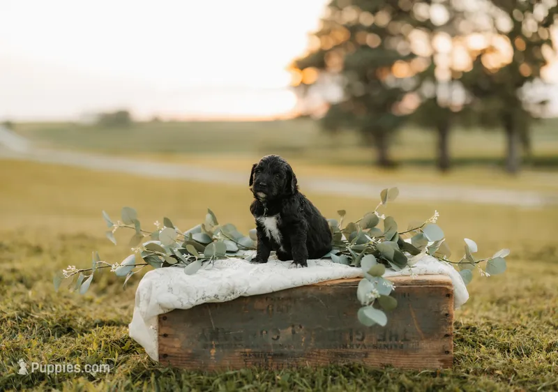 Dove | F1b Bernedoodle – Bernedoodle puppy for sale in Farragut, IA