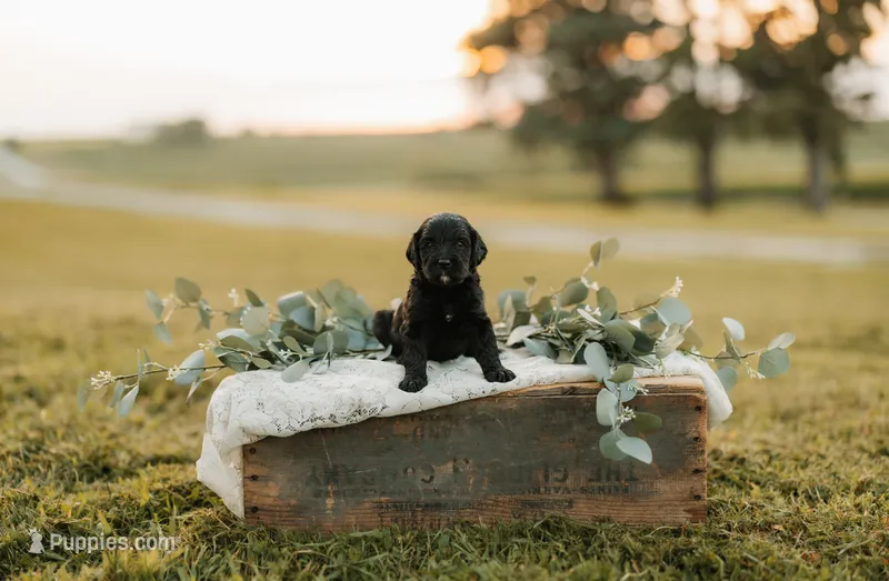 York | F1b Bernedoodle – Bernedoodle puppy for sale in Farragut, IA