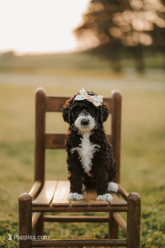 Hershey | F1b Bernedoodle – Bernedoodle puppy for sale in Farragut, IA