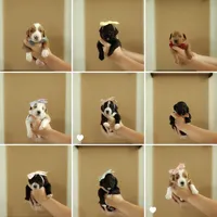 Butterfinger | F1b Bernedoodle, a female Bernedoodle for sale in Farragut, IA – 2 of 3