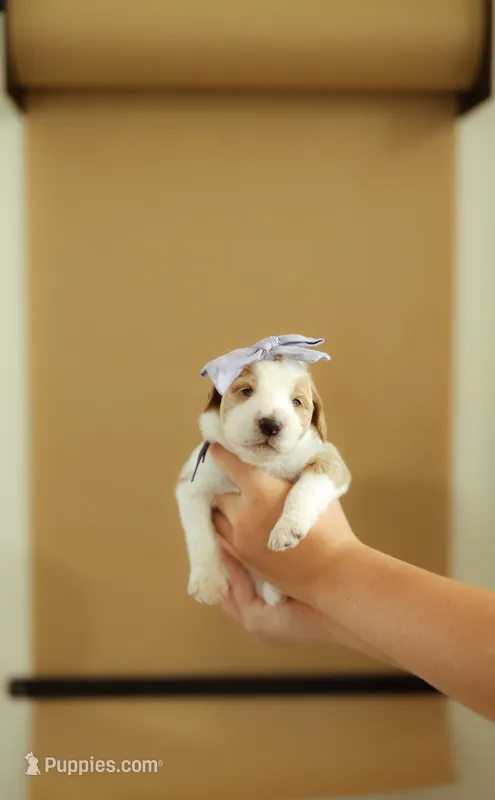 Butterfinger | F1b Bernedoodle – Bernedoodle puppy for sale in Farragut, IA