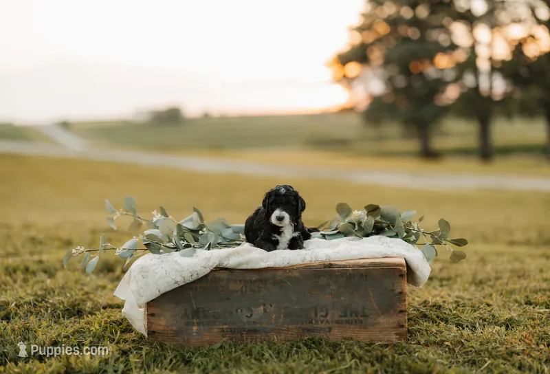 Hershey | F1b Bernedoodle – Bernedoodle puppy for sale in Farragut, IA