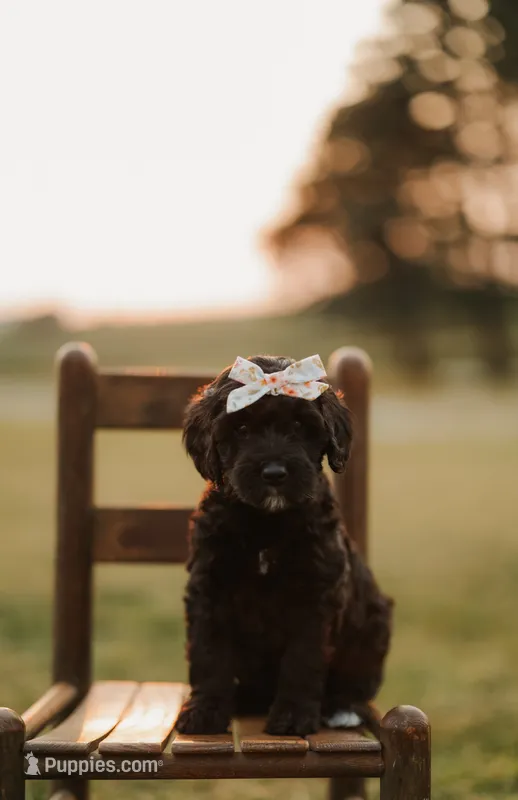 York | F1b Bernedoodle – Bernedoodle puppy for sale in Farragut, IA