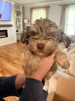 Oakley, a male Schnoodle for sale in Mount Airy, NC – 2 of 2