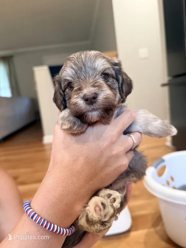 Oakley – Schnoodle puppy for sale in Mount Airy, NC