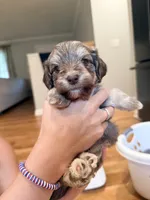 Oakley, a male Schnoodle for sale in Mount Airy, NC – 1 of 2