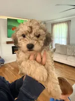 Willow, a female Schnoodle for sale in Mount Airy, NC – 2 of 2
