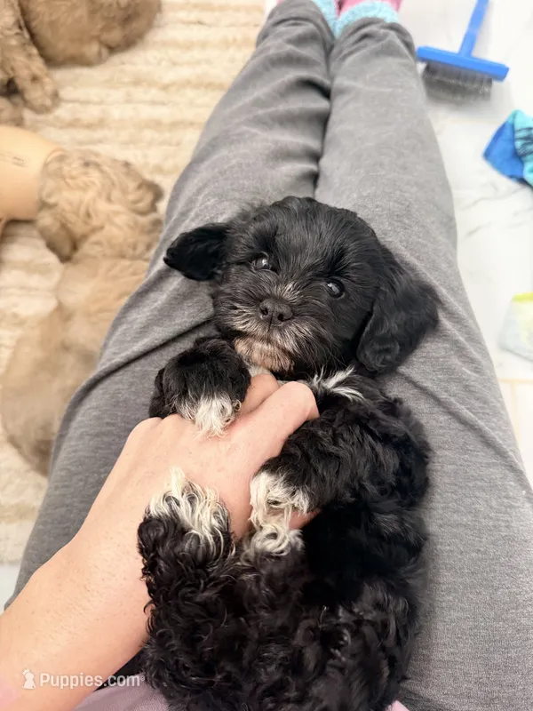 Hazel  – Schnoodle puppy for sale in Mount Airy, NC
