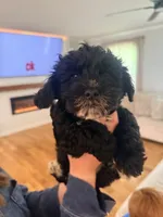 Hazel , a female Schnoodle for sale in Mount Airy, NC – 2 of 2