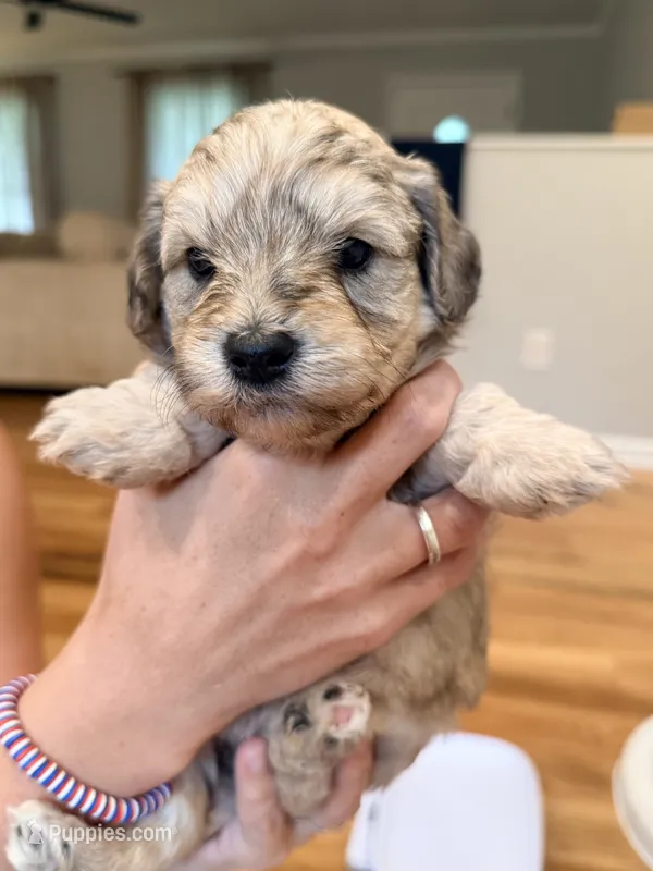 Willow – Schnoodle puppy for sale in Mount Airy, NC