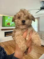 Maple, a female Schnoodle for sale in Mount Airy, NC – 2 of 2