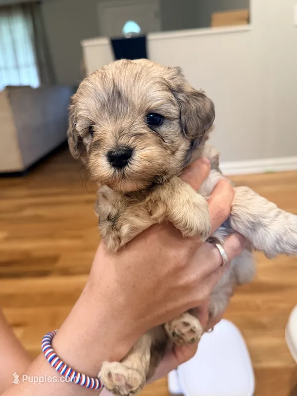 Maple – Schnoodle puppy for sale in Mount Airy, NC
