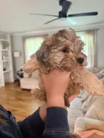 Rowan, a male Schnoodle for sale in Mount Airy, NC – 2 of 2