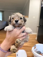 Rowan, a male Schnoodle for sale in Mount Airy, NC – 1 of 2