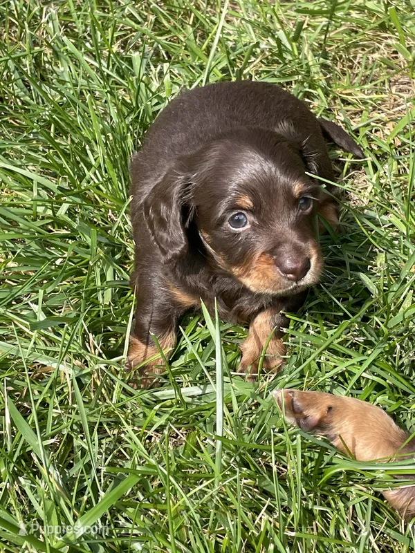 Jacque – Miniature Dachshund puppy for sale in Neffs, OH