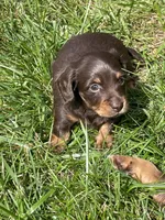 Jacque, a female Miniature Dachshund for sale in Neffs, OH – 1 of 3