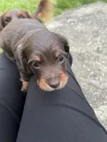 Tom, a male Miniature Dachshund for sale in Neffs, OH – 2 of 3