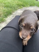 Jacque, a female Miniature Dachshund for sale in Neffs, OH – 3 of 3