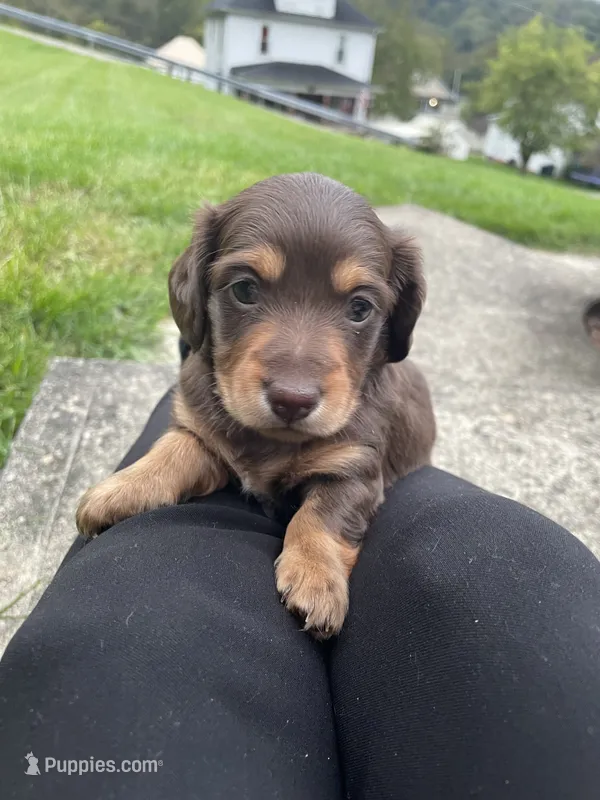 Tom – Miniature Dachshund puppy for sale in Neffs, OH