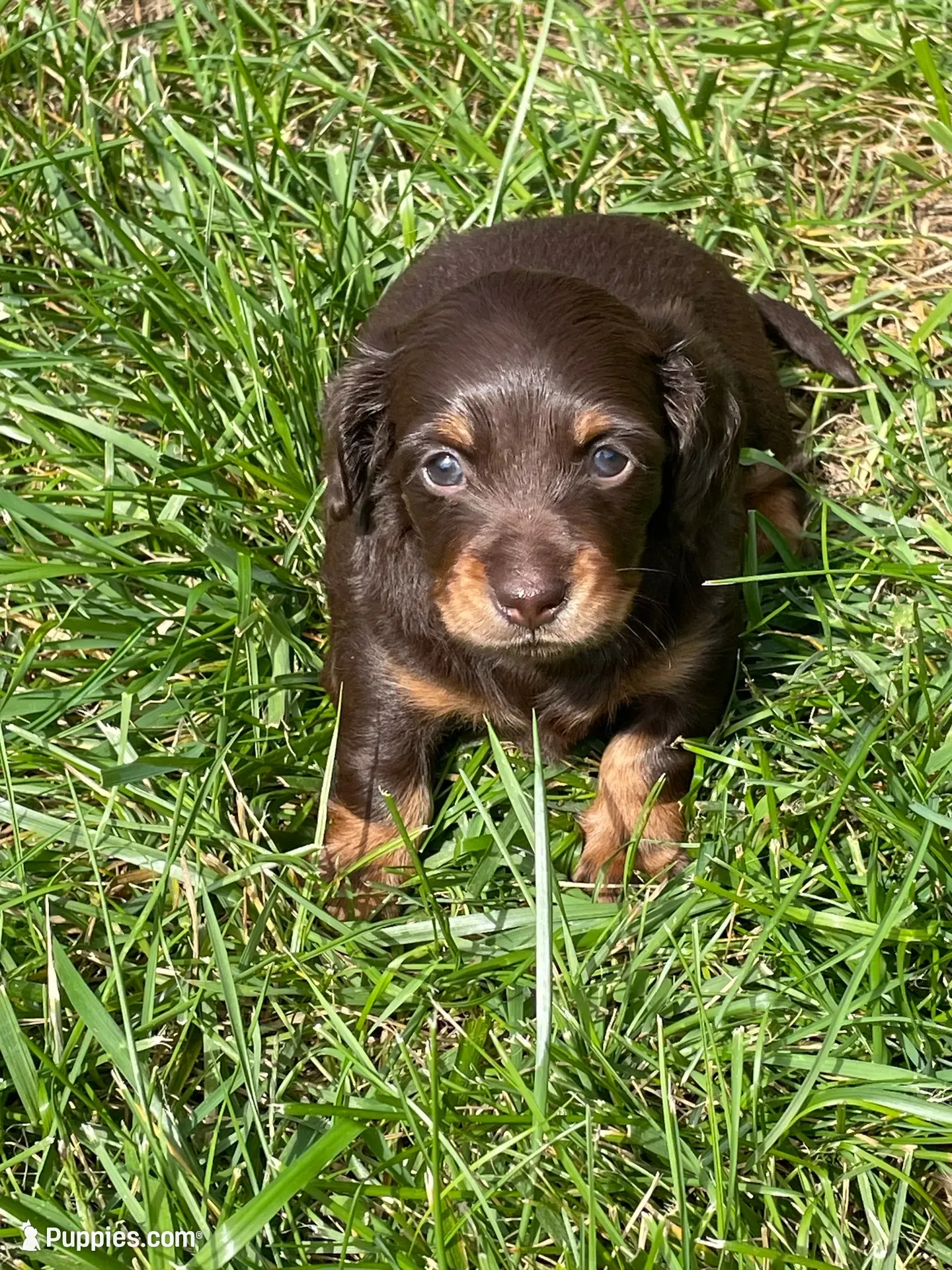 Jacque, a female Miniature Dachshund for sale in Neffs, OH – 2 of 3