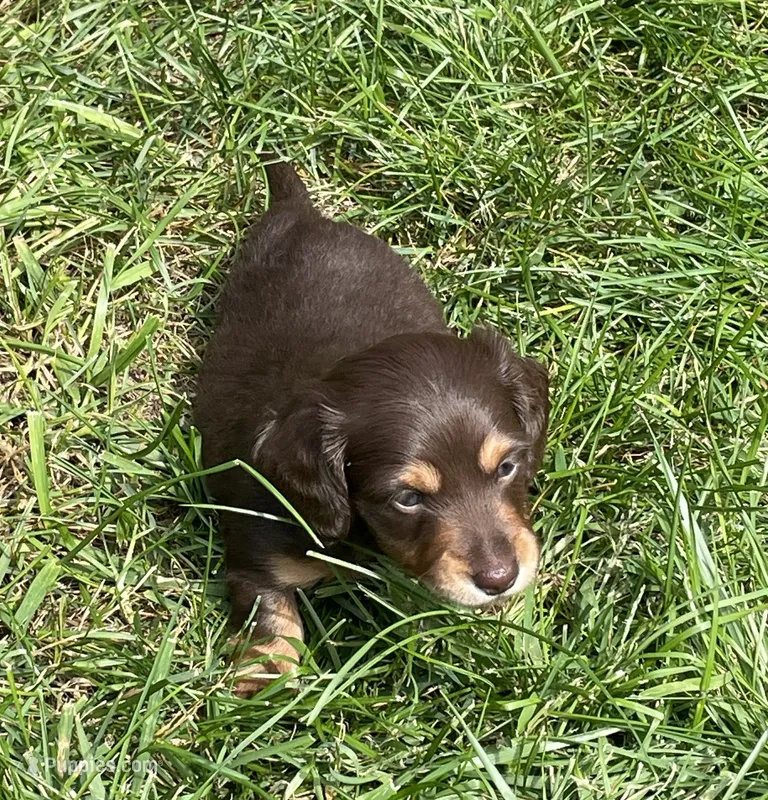 Tom – Miniature Dachshund puppy on hold in Neffs, OH