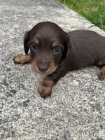 Tom, a male Miniature Dachshund for sale in Neffs, OH – 3 of 3