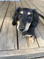 Oscar, a male Miniature Dachshund for sale in Independence, VA – 3 of 4