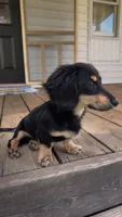 Oscar, a male Miniature Dachshund for sale in Independence, VA – 4 of 4