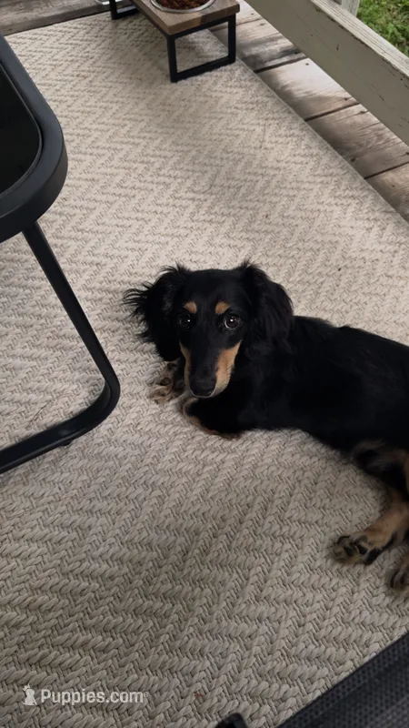 Oscar – Miniature Dachshund puppy for sale in Independence, VA