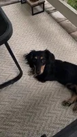 Oscar, a male Miniature Dachshund for sale in Independence, VA – 1 of 4