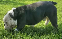 Bigboy , a male English Bulldog for sale in Pasadena, TX – 2 of 4