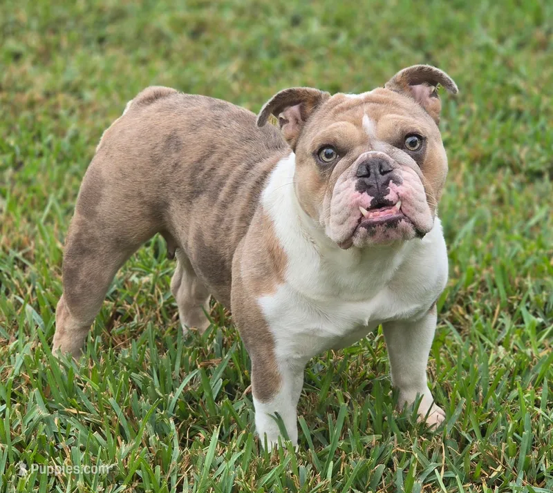 Tokyo – English Bulldog puppy for sale in Pasadena, TX