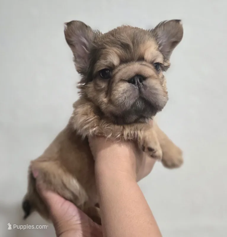 Ginger – French Bulldog puppy for sale in Pasadena, TX
