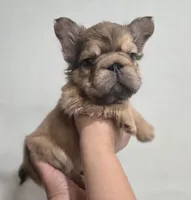 Ginger, a female French Bulldog for sale in Pasadena, TX – 1 of 4