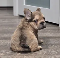 💛🧡Ginger🧡💛, a female French Bulldog for sale in Pasadena, TX – 7 of 10